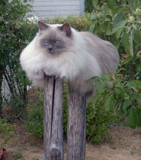 Создать мем Котэ