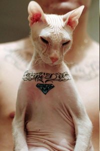 Создать мем Котэ