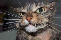 Создать мем Котэ