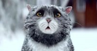 Создать мем Котэ