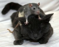 Создать мем Котэ