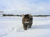 Создать мем Котенок