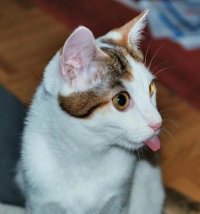 Создать мем Котик
