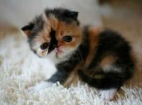 Создать мем КОТЫ