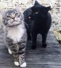 Создать мем Коты