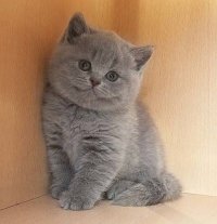 Создать мем Котёнок-улыбёнок