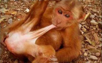 Создать мем Monkey dick