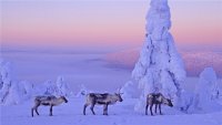 Создать мем НГ 2017