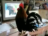 Создать мем Петух смотрит мемы
