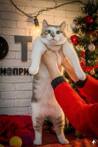 Создать мем Rhjdm