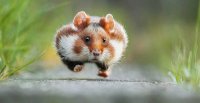 Создать мем Run