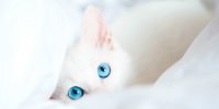 Создать мем С котиком