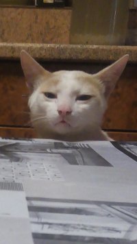 Создать мем Sad Cat