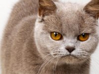 Создать мем Сердитый котик