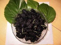 Создать мем Шелковица из парка