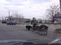 Создать мем Собачья тяга