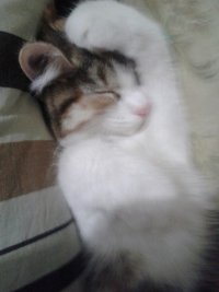 Создать мем Сонная кошка