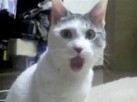Создать мем Удивленный кот