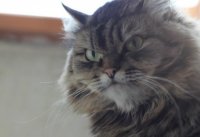 Создать мем В случае пожара горите кот