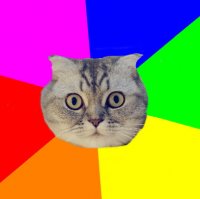 Создать мем Вислоухий кот