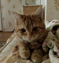 Создать мем Взгляд