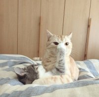 Создать мем Я тебя мур мур