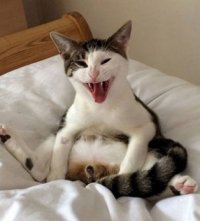 Создать мем Злой кот