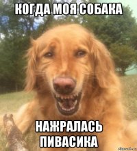 когда моя собака нажралась пивасика