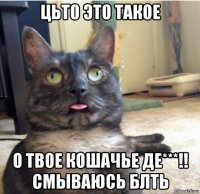 цьто это такое о твое кошачье де***!! смываюсь блть