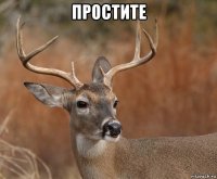 простите 