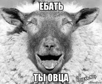 ебать ты овца