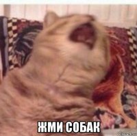  жми собак