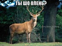 ты шо олень? 