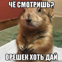 чё смотришь? орешек хоть дай