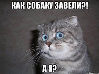 как собаку завели?! а я?