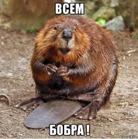 всем бобра !