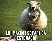  lui maxim i se pare ca este vaca