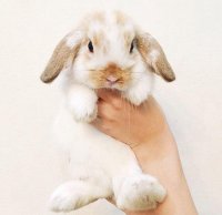 Создать мем Бедный кролик