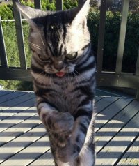 Создать мем Бешаный кот