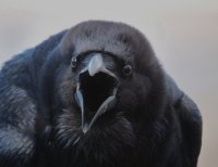 Создать мем Crow