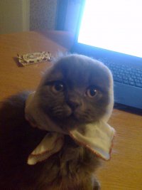 Создать мем Де калбаса