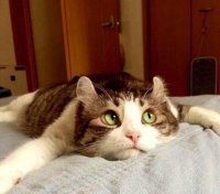 Создать мем Если что-это не яи вообщея-не я