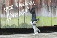 Создать мем Фсе сабаки дураки