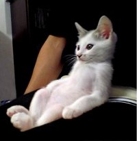 Создать мем Кореша