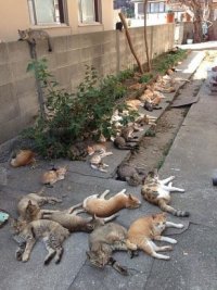 Создать мем Кошки отдыхают