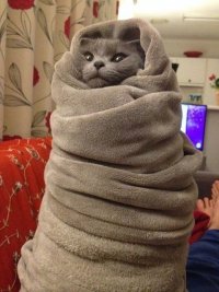 Создать мем Кот в одеяле