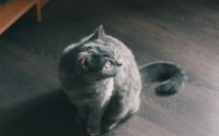 Создать мем Кот