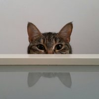 Создать мем Кот