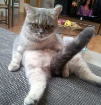 Создать мем Кот