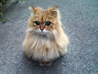Создать мем Кот